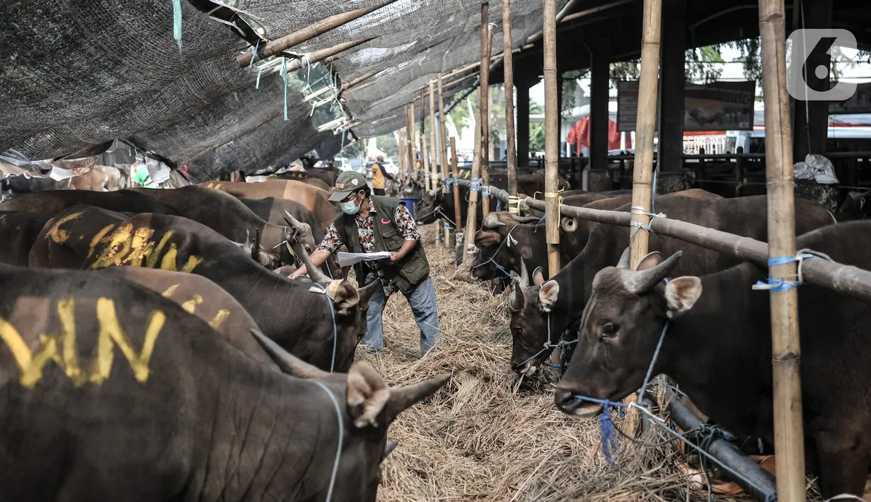 Petugas mendata sapi yang akan dijadikan hewan kurban di Rumah Pemotongan Hewan (RPH) PD Dharma Jaya, Cakung, Jakarta, Kamis (30/7/2020). Menjelang Hari Raya Idul Adha 2020, RPH PD Dharma Jaya melakukan berbagai persiapan. (merdeka.com/Iqbal S. Nugroho)
