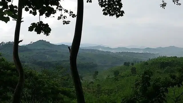 6 Potret Alas Gumitir di Banyuwangi yang Diduga Lokasi Asli Film 'KKN di Desa Penari'