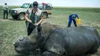 Seekor badak tergeletak di Klerksdorp, Afrika Selatan (3/2/2016). Maraknya perburuan cula badak telah membuat populasi badak terancam punah. (AFP PHOTO / Mujahid SAFODIEN)