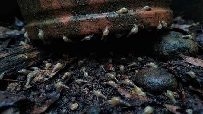 Siput Mungil Datang Bosek Pas Hujan? Ini Cara Usirnya Tanpa Drama