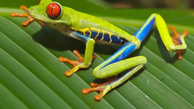 Deretan Katak Cantik 'Pencabut Nyawa', Awas Jangan Dekat-dekat!