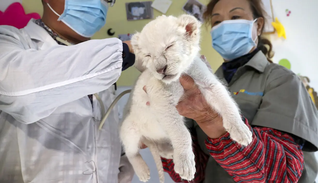 Dokter hewan memeriksa salah satu anak singa putih kembar empat di Taman Safari Hutan Nantong di Kota Nantong, China, Senin (21/12/2020). Singa putih bukan satwa albino atau memiliki kekurangan zat warna kulit tapi merupakan hasil mutasi langka yang terjadi pada singa kruger.  (Photo by STR / AFP)