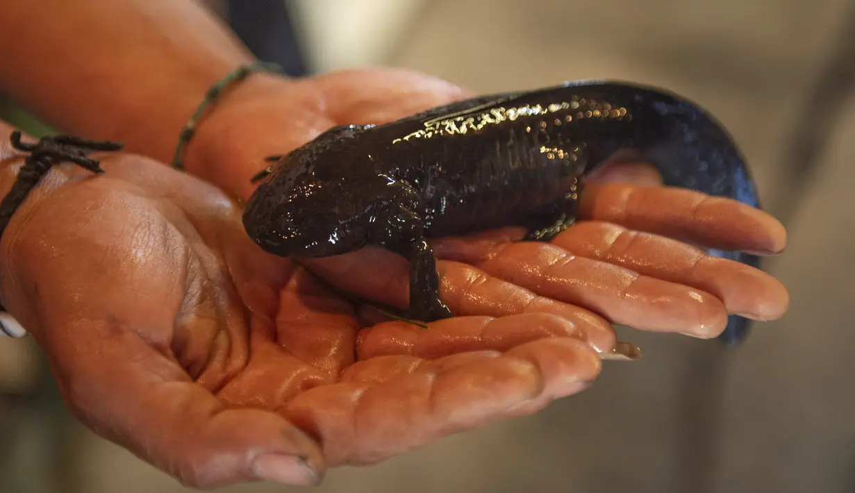 Pekerja menunjukkan hewan sejenis amfibi Ajolote (Ambystoma mexicanum) di pusat konservasi saat Ajolote Preservation Event di mana tindakan pelestarian spesies endemik yang terancam punah ini dibahas di Xochimilco, Mexico City, Meksiko, 16 Februari 2022. (CLAUDIO CRUZ/AFP)
