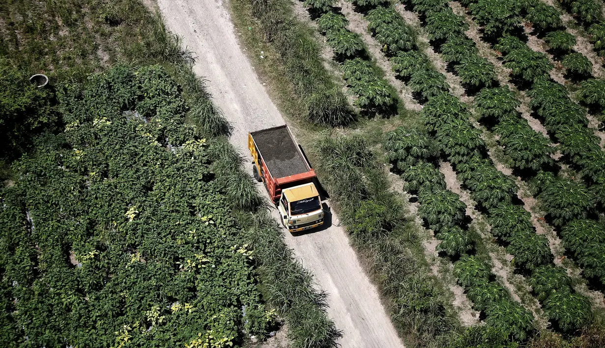 Sebuah truk membawa pasir melintasi kebun di Kecamatan Klirong Kabupaten Kebumen, Jawa Tengah, Sabtu (05/5). Penambang menjual pasir ke pedagang pasir di pangkalan truk tepi sungai. (Liputan6.com/Fery Pradolo)
