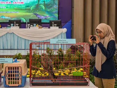 Seorang petugas mengambil foto seekor komodo hitam yang disita dari para tersangka penyelundupan hewan yang dilindungi di Markas Besar Kepolisian Daerah Jawa Timur di Surabaya pada Rabu 15 April 2026. Direktorat Reserse Kriminal Khusus (Ditreskrimsus) Kepolisian Daerah Jawa Timur menggagalkan penyelundupan satwa yang dilindungi. (JUNI KRISWANTO/AFP)