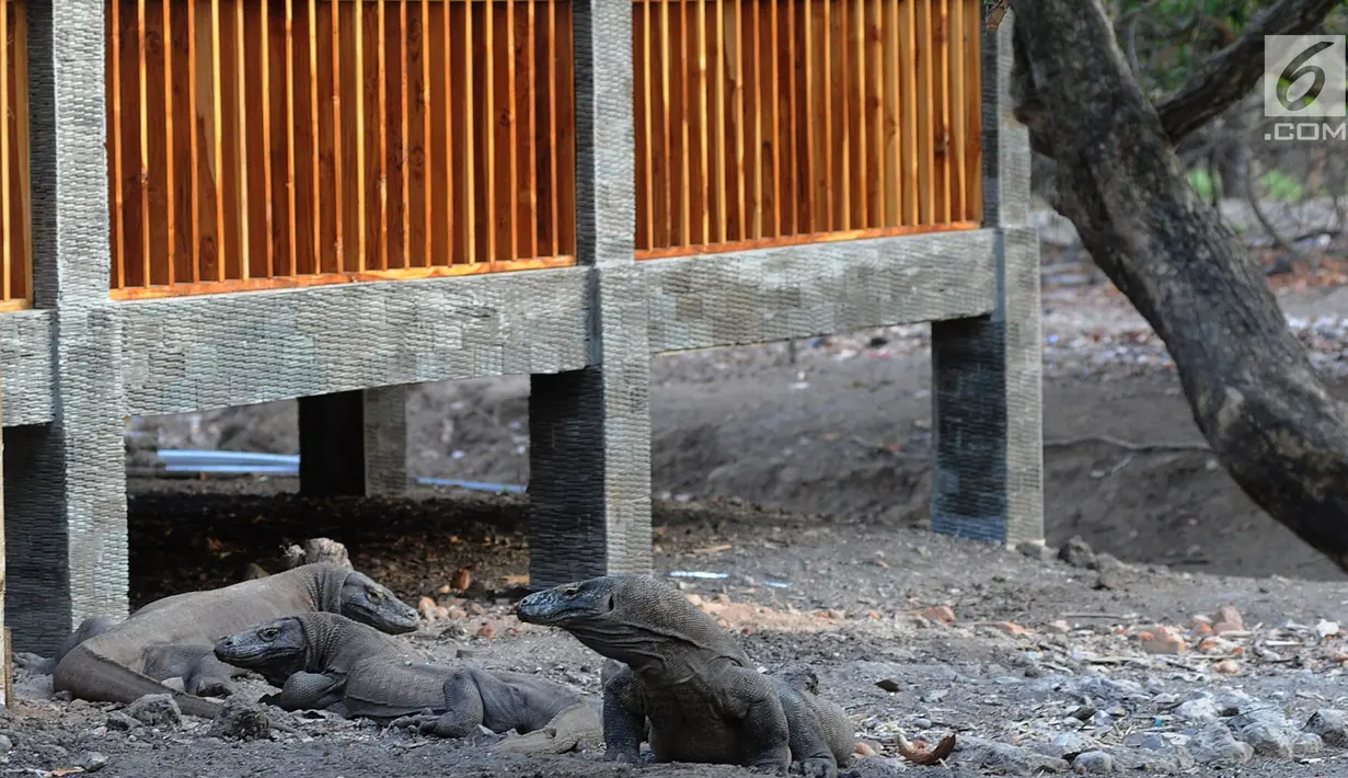 Komodo berkeliaran di Pulau Rinca, Taman Nasional Komodo, NTT, Minggu (14/10). Pulau Rinca  memiliki luas sekitar 190 Km persegi. (Merdeka.com/Arie Basuki)