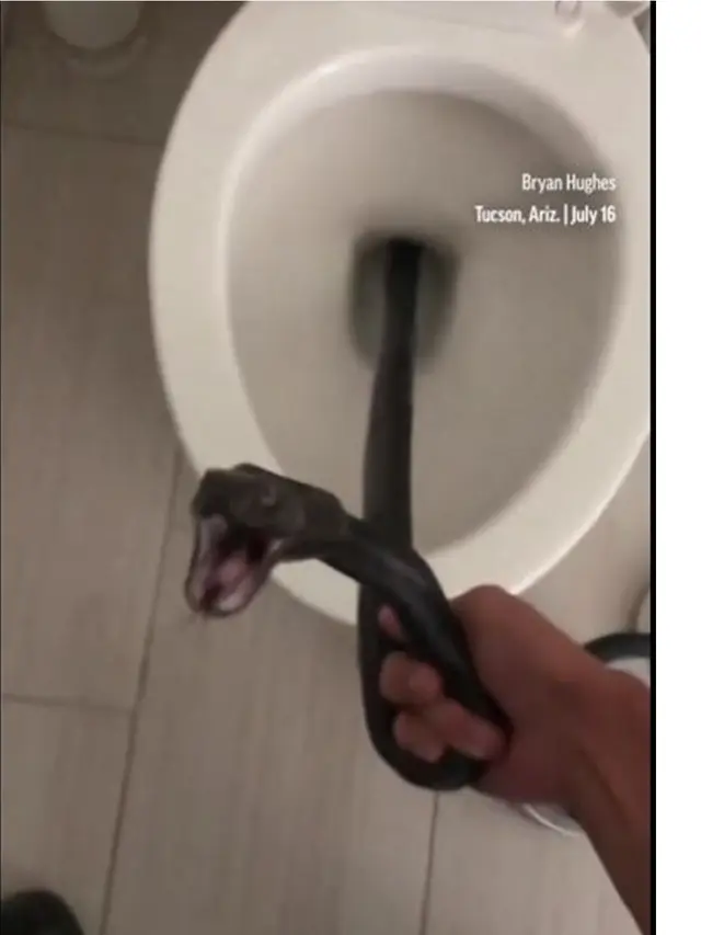 Ular Hitam Panjang 2 Meter Ditemukan dalam Toilet, Bikin Pemilik Rumah Histeris