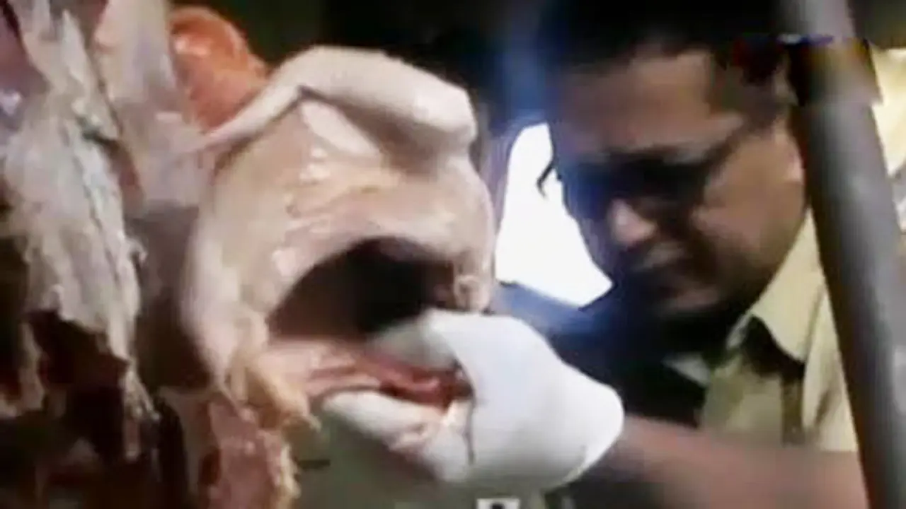 Daging Ayam Suntik