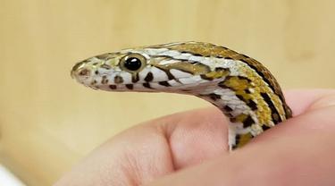 Cara Mengusir Ular dari Rumah Secara Alami