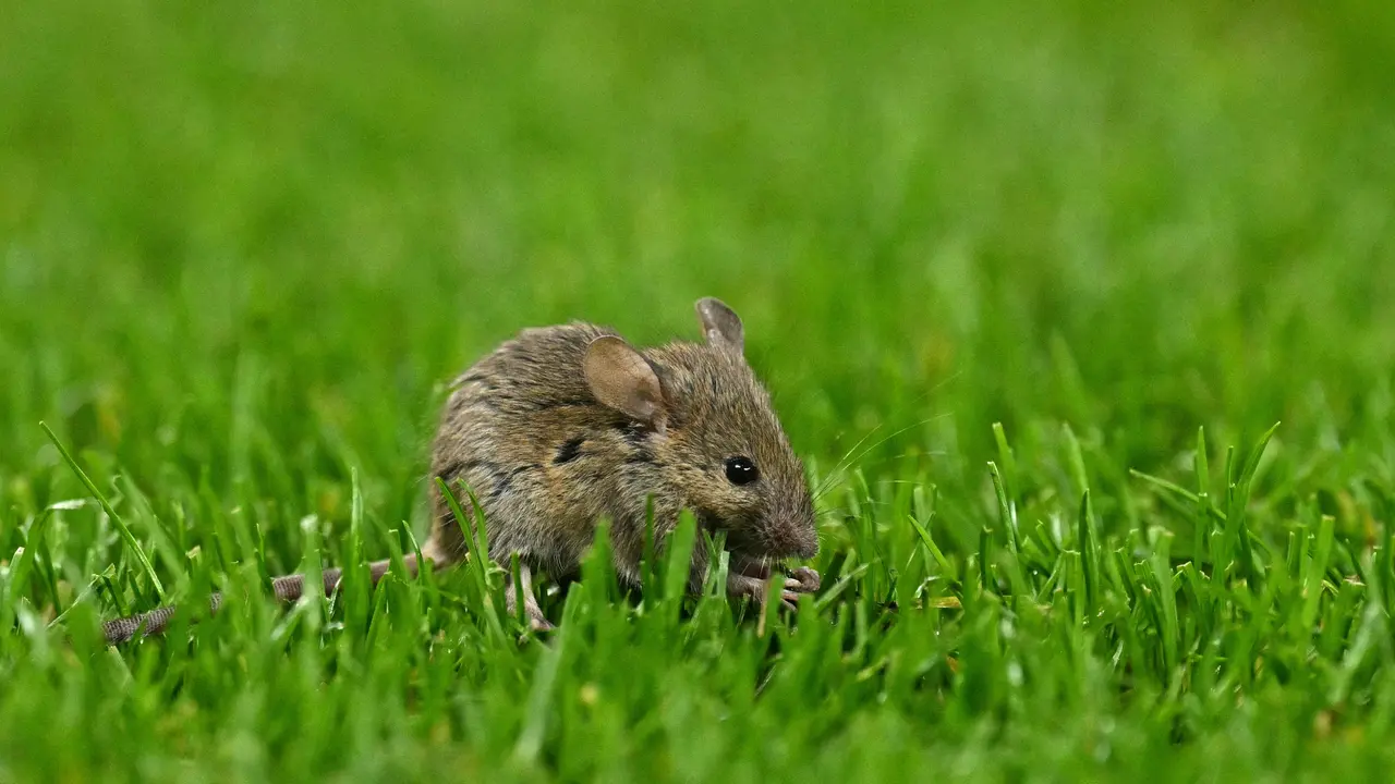 Tikus