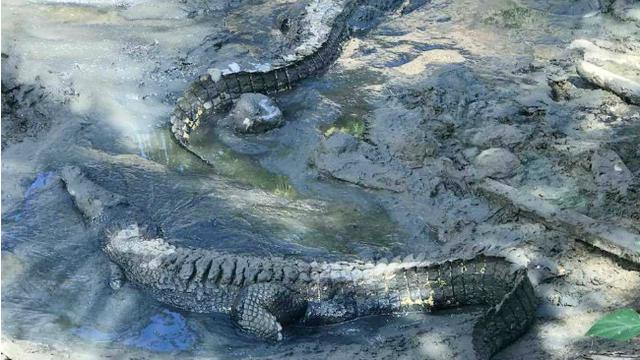 Ulah Buaya Mengamuk di Sungai Buton Utara