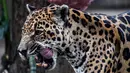 Jaguar (panthera onca) setelah menjilat es krim daging di Kebun Binatang Santa Fe di Medellin, Kolombia pada 25 Januari 2020. Para penjaga kebun binatang memberikan es krim khusus pada hewan karena hamparan cuaca yang cukup panas di kota tersebut. (Photo by Joaquin SARMIENTO / AFP)