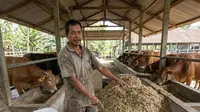 Cara Membuat Pakan Sapi Fermentasi untuk Tingkatkan Produktivitas Ternak, Mudah dan Efektif