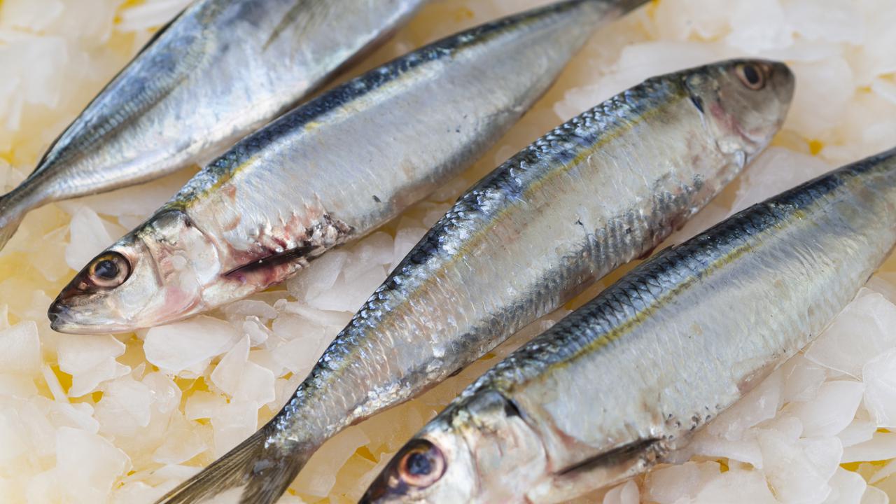 Ilustrasi ikan kembung