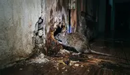 8 Celah Rumah yang Bisa Jadi Jalan Masuk Tikus Saat Musim Hujan, Periksa Baik-Baik