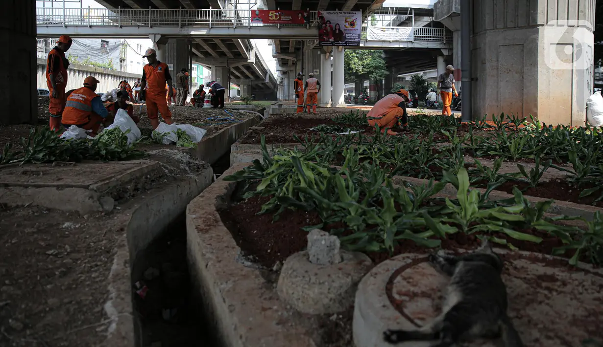 Sejumlah petugas PPSU menanam pohon di kolong Tol Becakayu, Jakarta, Kamis (12/1/2023). Pemerintah Provinsi DKI Jakarta melakukan penataan lahan melalui program penghijauan sepanjang lima kilometer di tepi saluran Kalimalang  kolong tol Bekasi Cawang Kampung Melayu (Becakayu), Jakarta Timur untuk menjaga mutu air baku Jakarta. (Liputan6.com/Faizal Fanani)