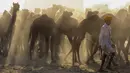 Seorang penggembala unta berjalan dengan untanya saat pameran ternak tahunan di Pushkar, India, 11 November 2021. Pushkar adalah tempat ziarah Hindu populer yang juga sering dikunjungi oleh turis asing pada pameran ternak tahunannya. (AP Photo/Deepak Sharma)