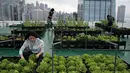 Para pekerja memanen selada yang ditanam di sebuah kebun yang berada di atap gedung industri di Hong Kong, 14 November 2017. Kegiatan bercocok tanam di atas gedung tersebut baru difokuskan pada gedung-gedung di pusat kota. (AP Photo/Kin Cheung)