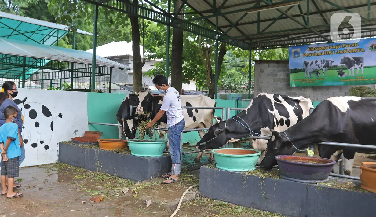 Pengunjung melihat sapi di Agro Edukasi Wisata Ragunan, Jakarta, Sabtu (16/1/2021). Tempat edukasi dan wisata, yang menerapkan konsep pertanian permakultur pertama di Indonesia itu menjadi salah satu pilihan menghabiskan akhir pekan di Jakarta. (Liputan6.com/Herman Zakharia)