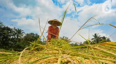 Petani merontokkan padi saat panen padi jenis Pandanwangi di Desa Sukamakmur, Bogor, Jawa Barat, Minggu (5/11/2023). (merdeka.com/Arie Basuki)