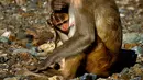Seekor induk monyet memeluk anaknya di Cayo Santiago, yang dikenal sebagai Pulau Monyet, di Puerto Rico, 4 Oktober 2017. Tempat ini hanya dipergunakan sebagai daerah penelitian oleh banyak universitas atau badan pemerintah. (AP/Ramon Espinosa)