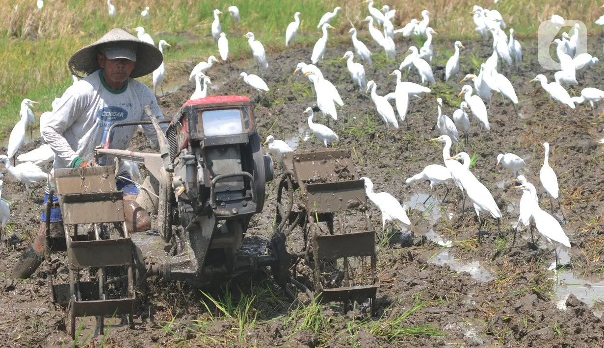 <p>Petani membajak sawah dengan menggunakan traktor dikelilingi burung kuntul yang mencari makan di desa Penarukan, Mengwi, Bali, Rabu (4/5/20222). Sawah tersebut akan ditanami padi jenis Cigeulis dengan masa umur panen sekitar 3 bulan. (merdeka.com/Arie Basuki)</p>