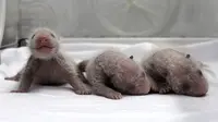 Lucunya Bayi Panda Kembar 3 Lahir Selamat di China
