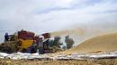 Petani menggiling gandum di sebuah pertanian di provinsi Delta Nil al-Sharqia, Mesir, Rabu (11/5/2022). Mesir sedang mencoba untuk meningkatkan produksi gandum dalam negeri karena perang di Ukraina telah tegang pasokan gandum internasional. (AP Photo/Amr Nabil)