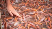 9 Cara Ternak Ikan Nila Cepat Besar untuk Pensiunan, Panen Kilat Untung Berlipat