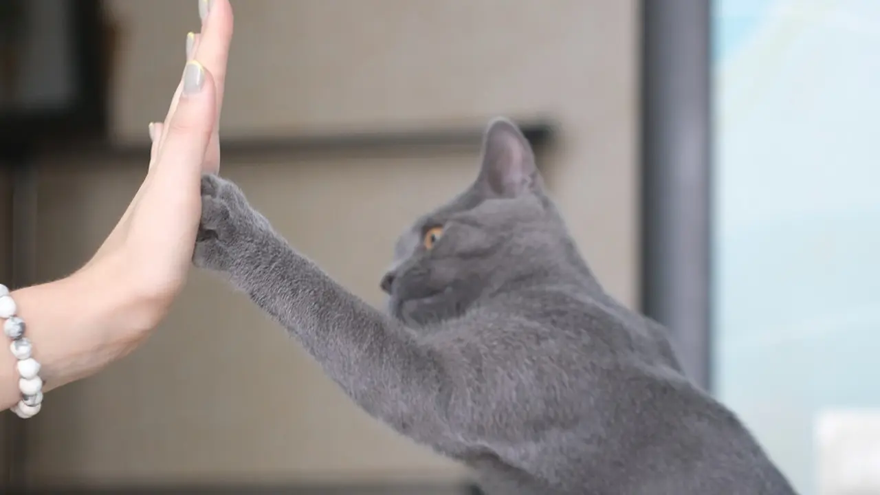 Kaki dan Kuku Kucing