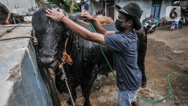 Pemeriksaan Kesehatan Hewan Kurban di Masa Pandem