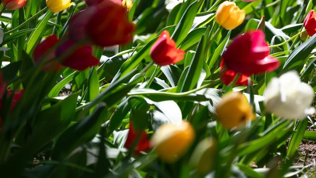 Cara Merawat Bunga Tulip agar Tumbuh Subur dan Mekar Indah di Indonesia