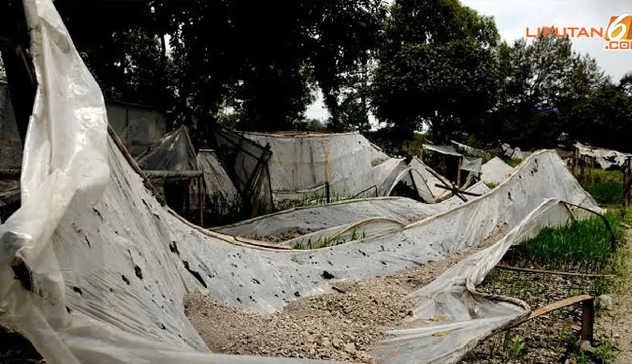 Susunan plastik penutup tanaman juga rusak akibat tidak mampu menahan beban berat sisa abu vulkanik Gunung Kelud (Liputan6.com/Helmi Fithriansyah).