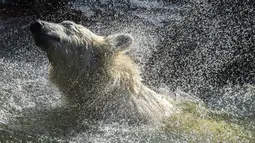 Hertha si beruang kutub mengibas-ngibaskan air ketika dia mandi di kandangnya saat suhu mencapai lebih dari 30 derajat Celcius  di kebun binatang Tierpark di Berlin, Jerman (26/7/2019). Rekor suhu terpanas baru tercatat di berbagai penjuru Eropa termasuk Jerman. (AFP Photo/John Macdougall)