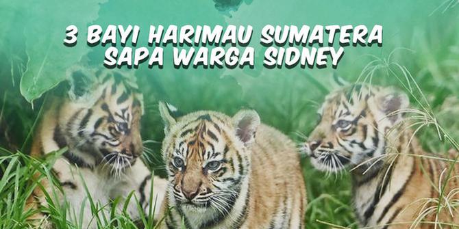 VIDEO: TOP 3 | Lucunya Tiga Anak Harimau Sumatera di Sydney