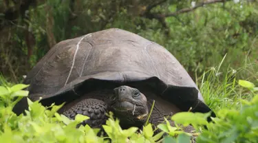 Kura-kura berukuran raksasa ditemukan di Pulau Santa Cruz, Kepulauan Galapagos pada 30 Agustus 2015. Terungkapnya spesies baru tersebut berkat data genetika yang dipakai para ilmuwan saat meneliti 250 kura-kura di sana. (REUTERS/Galapagos National Park)
