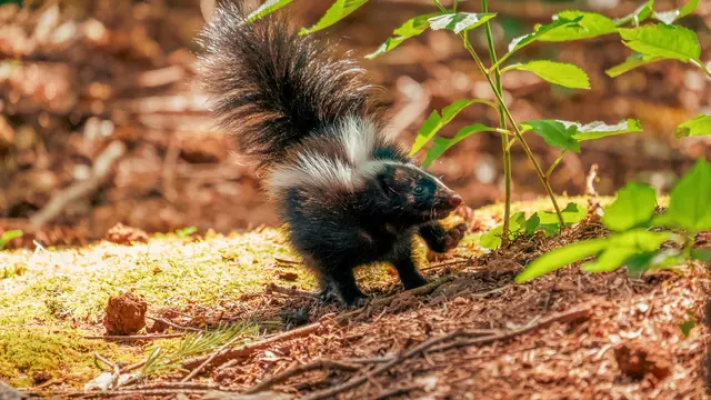 Skunk