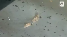Warga dikejutkan dengan munculnya buaya di Kali Grogol. Warga bahkan mengaku melihat 3 ekor buaya.
