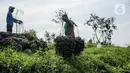 Karena itu banyak petani yang memilih untuk menanam bawang merah Brebes dibandingkan jenis bawang merah lainnya. (Liputan6.com/Faizal Fanani)