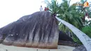 Ketinggian bongkahan batu ada yang hampir menyamai pohon kelapa yang tumbuh di sekitar bongkahan (Liputan6.com/Muhammad Ali)
