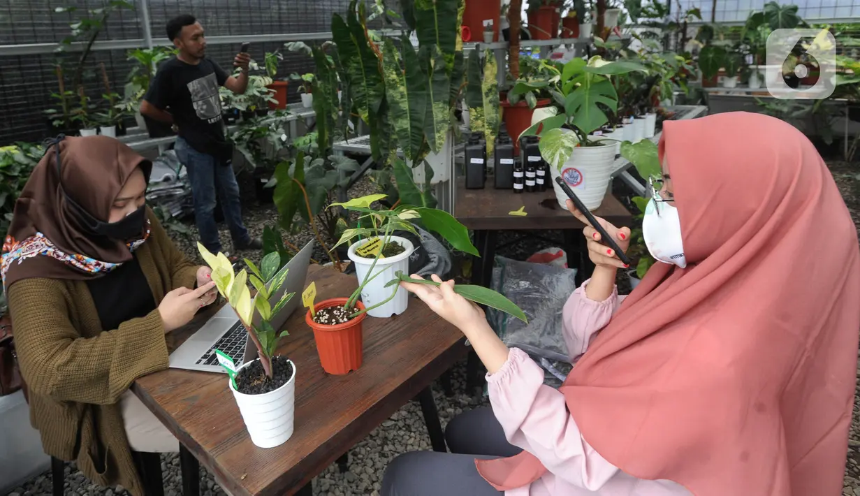 Karyawan mengupload foto tanaman hias untuk dipasarkan secara online di Titik Hijau, Bojongsari, Depok, Jawa Barat, Senin (26/10/2020). Pada masa pandemi COVID-19, penjualan tanaman hias secara online meningkat hingga 100 persen dibandingkan offline. (merdeka.com/Arie Basuki)