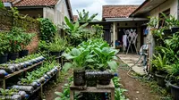 16 Sayuran Daun yang Tetap Subur Meski Ditanam di Wadah Kecil, Mudah Dirawat