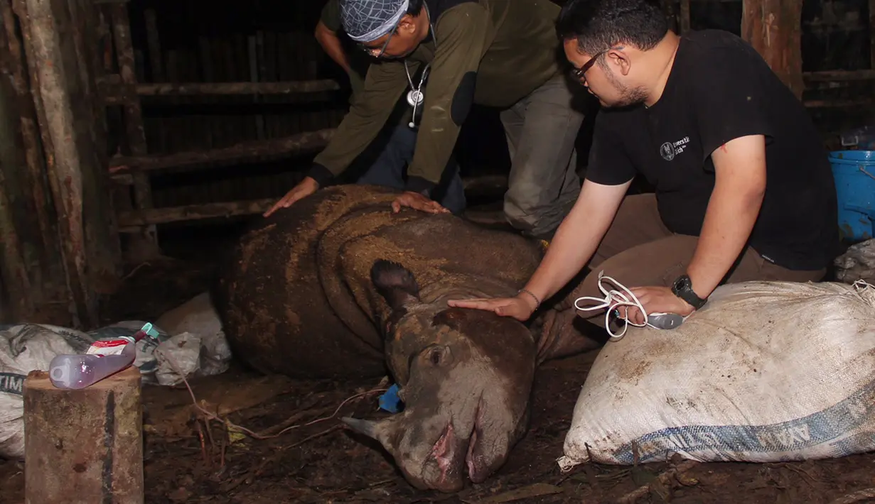 Aktivis lingkungan Indonesia memeriksa kondisi badak sumatera langka yang mati di Kutai, Kalimantan Timur  (4/4). Badak tersebut ditemukan di lubang perangkap dengan kondisi terluka parah dan akhirnya mati. (AFP PHOTO/WWF)