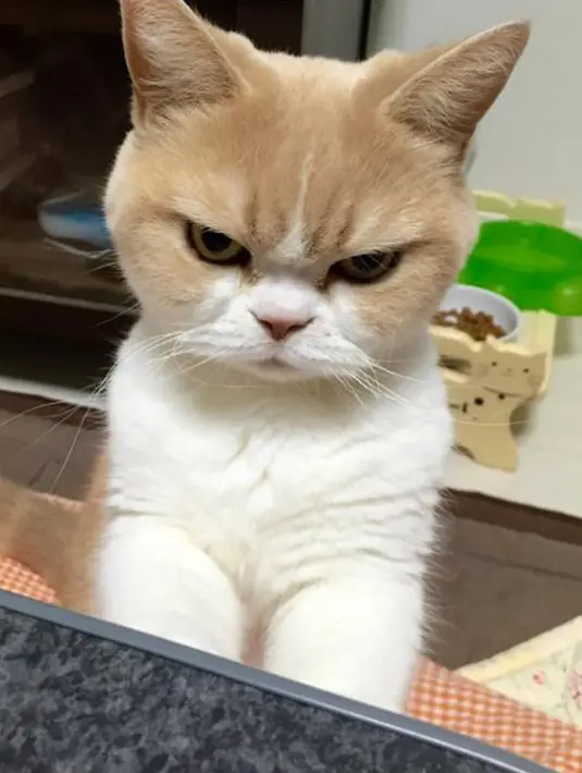 Hampir setiap hari pemilik kucing jenis Scottish Fold itu mengunggah foto-foto Koyuki dengan berbagai pose yang tentu saja menampilkan tampang galak. (instagram.com/marugaodesuyo)