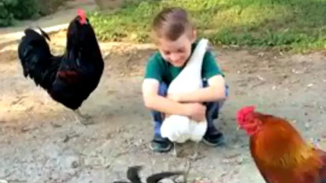 Ayam Jantan Cemburui Bocah Lelaki