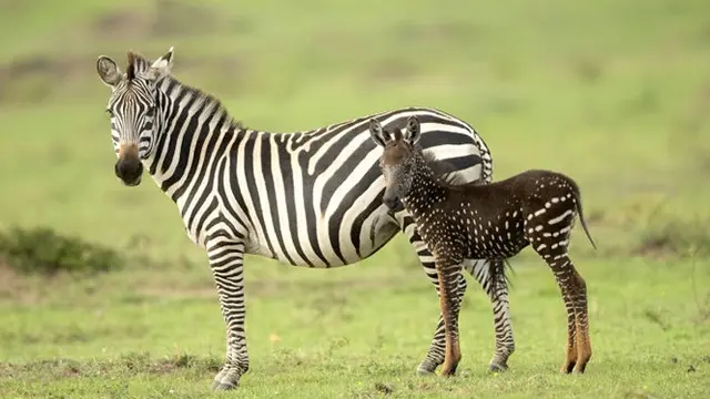 Unik, Zebra Ini Lahir dengan Motif yang Tak Biasa