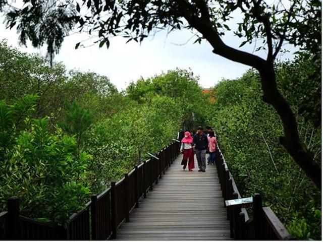Wakatobi Punya Kawasan Ekowisata Mangrove Bisnis Liputan6 Com