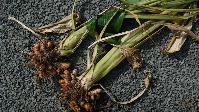 Cara Panen Seluruh Rimpang Kunyit untuk Persediaan Jangka Panjang