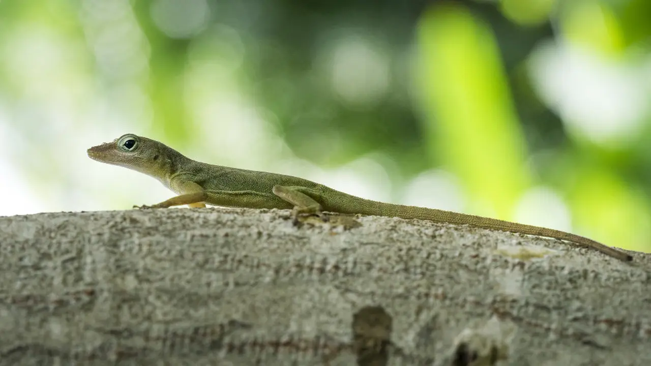 Ilustrasi Cicak