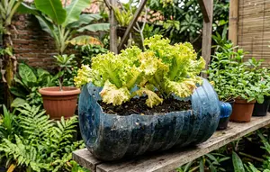 10 Kesalahan Menanam Selada di Galon Bekas yang Membuat Daun Cepat Menguning